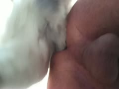 The beautiful puppy fucks a hot anal